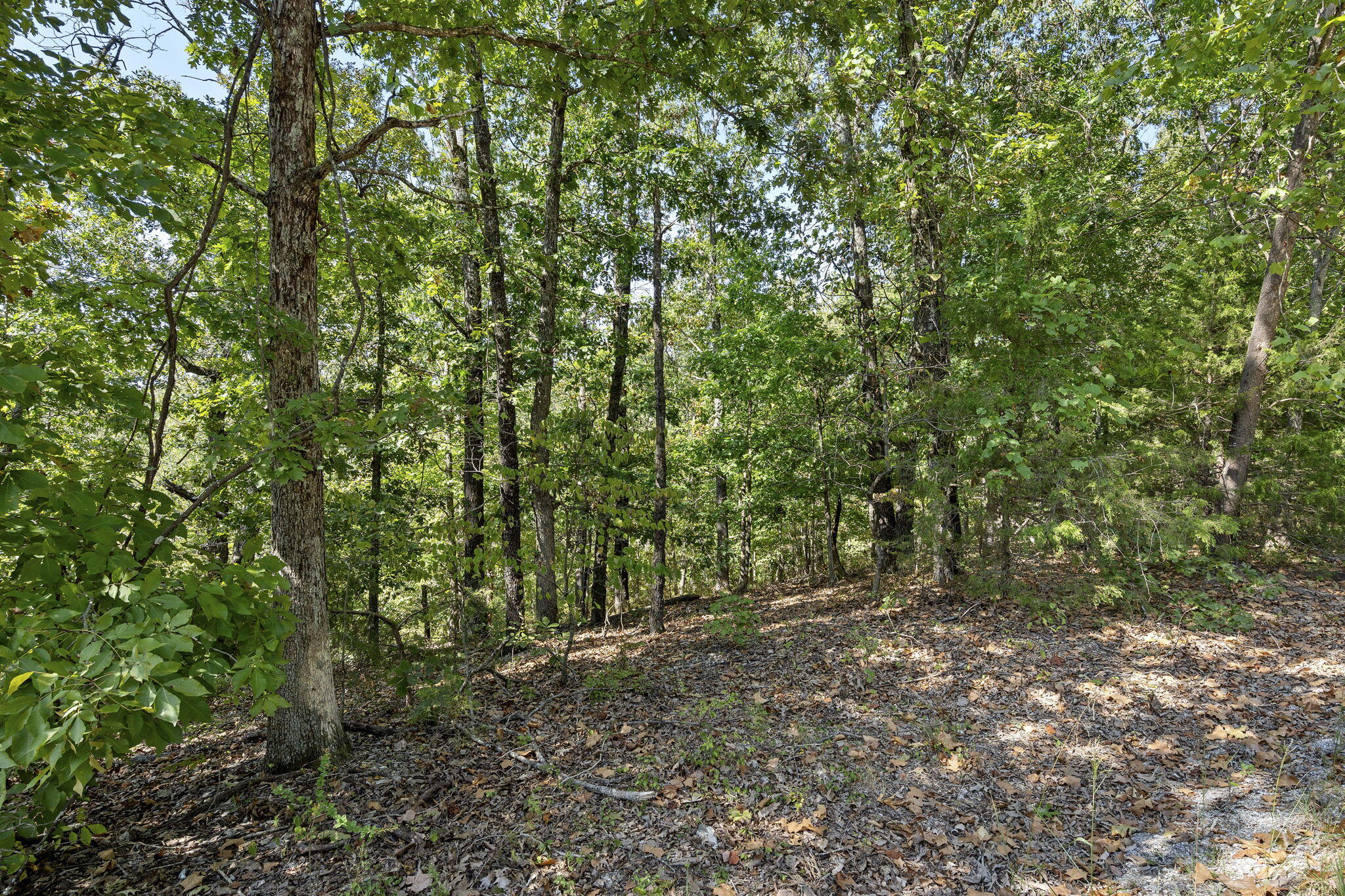 Photo 8 - Land for sale – Lot 120  Walnut Springs Drive  Cape Fair, MO