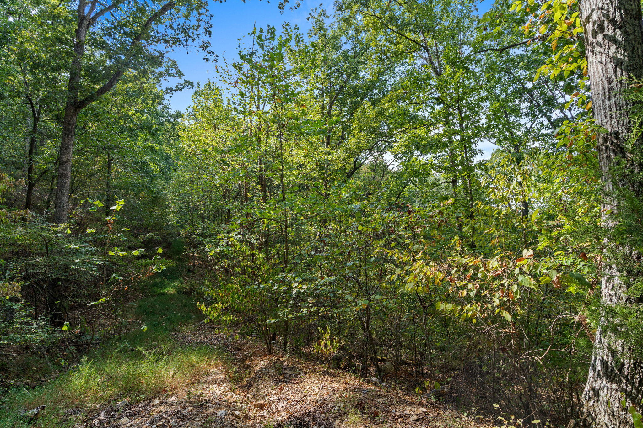 Photo 10 - Land for sale – 655  Rustic Acres Road  Kirbyville, MO