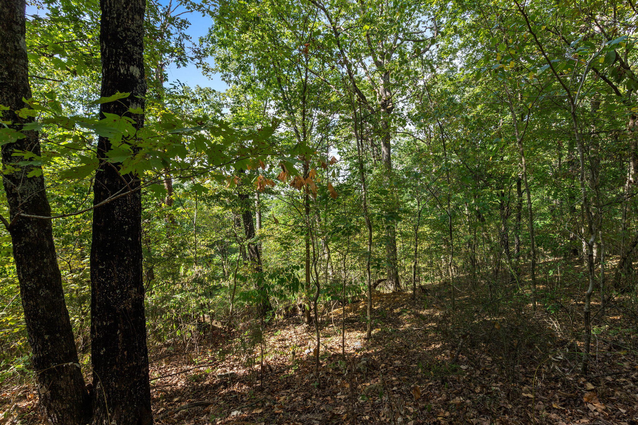 Photo 11 - Land for sale – 655  Rustic Acres Road  Kirbyville, MO