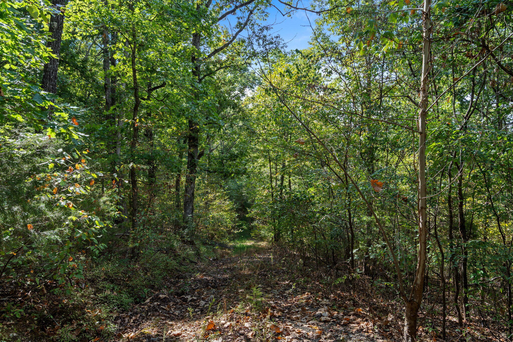 Photo 9 - Land for sale – 655  Rustic Acres Road  Kirbyville, MO