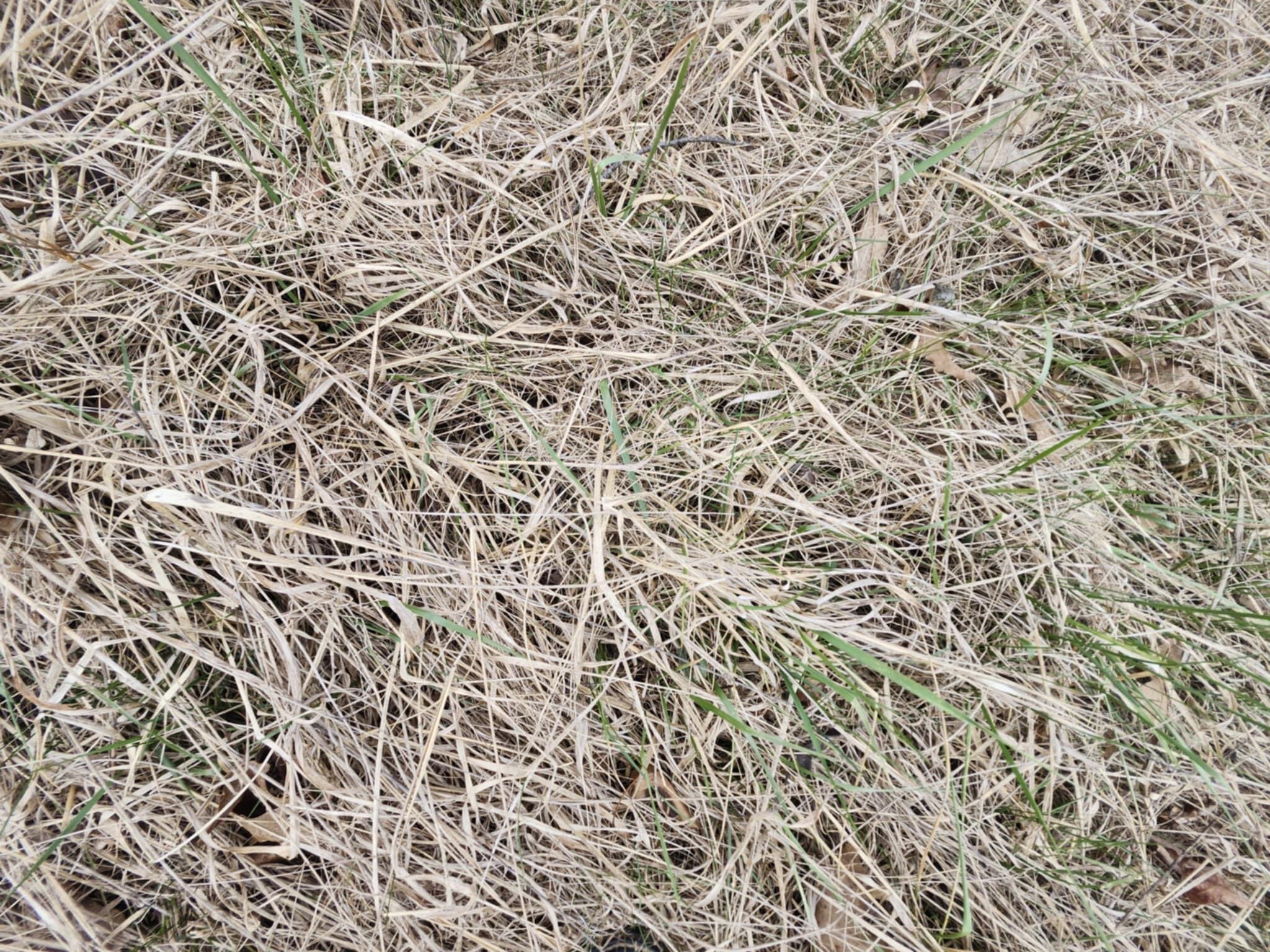 Photo 5 - Land for sale – Tbd  Old Hwy 60   Norwood, MO