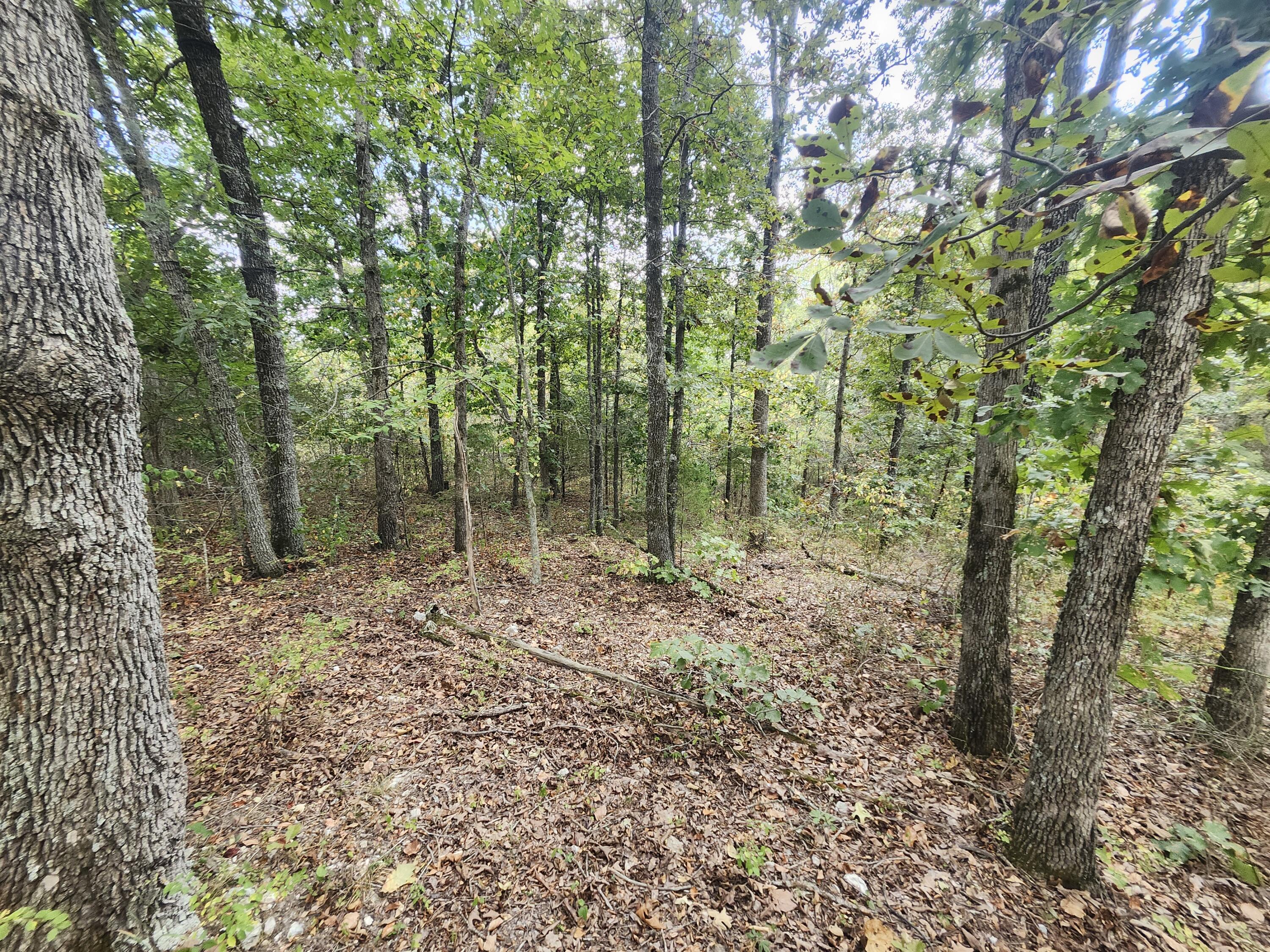Photo 2 - Land for sale – Tbd  Old Hwy 60   Norwood, MO