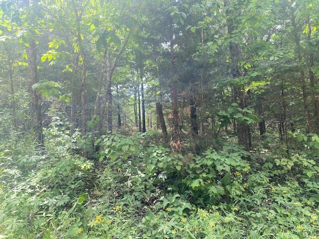 Photo 5 - Land for sale – 001  Flint Hollow Road   Seymour, MO