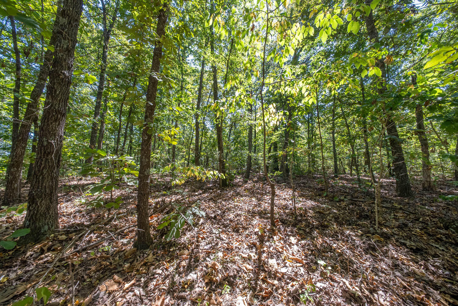 Photo 4 - Land for sale – 000  Valley View Trail  Williford, AR
