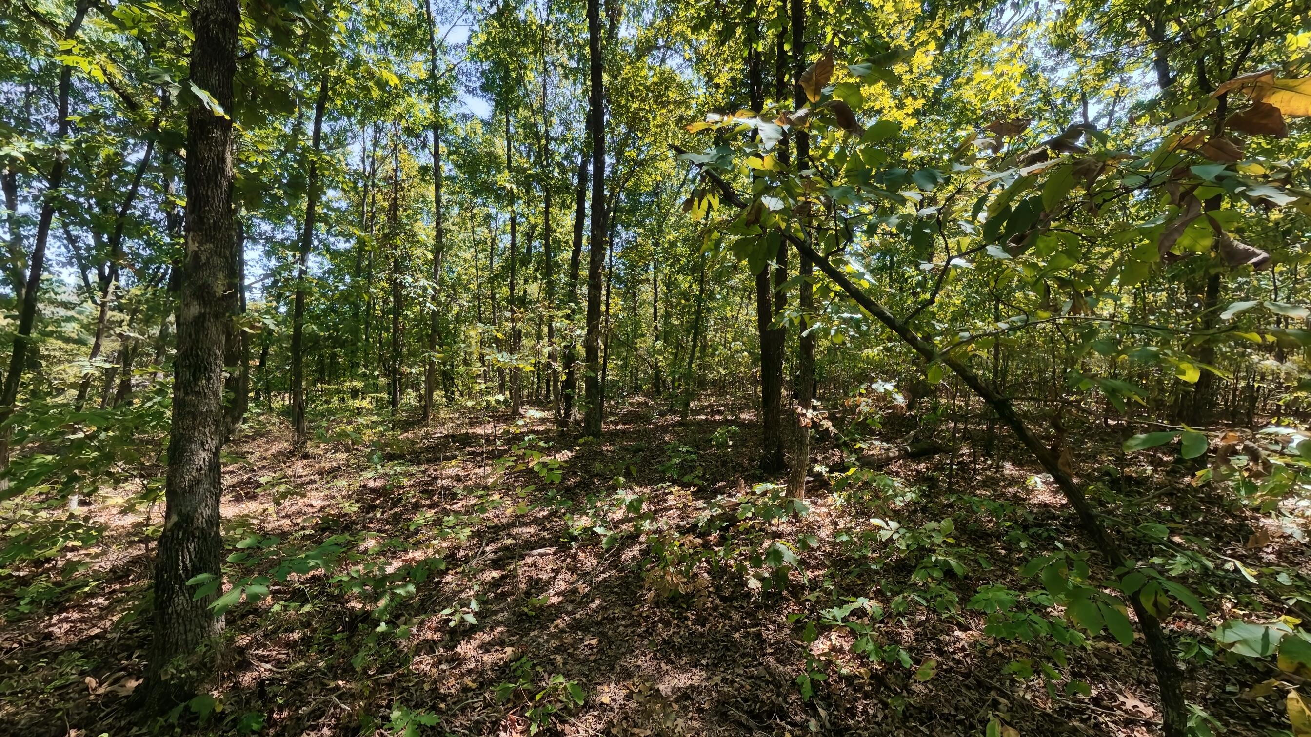 Photo 12 - Land for sale – 000  Valley View Trail  Williford, AR