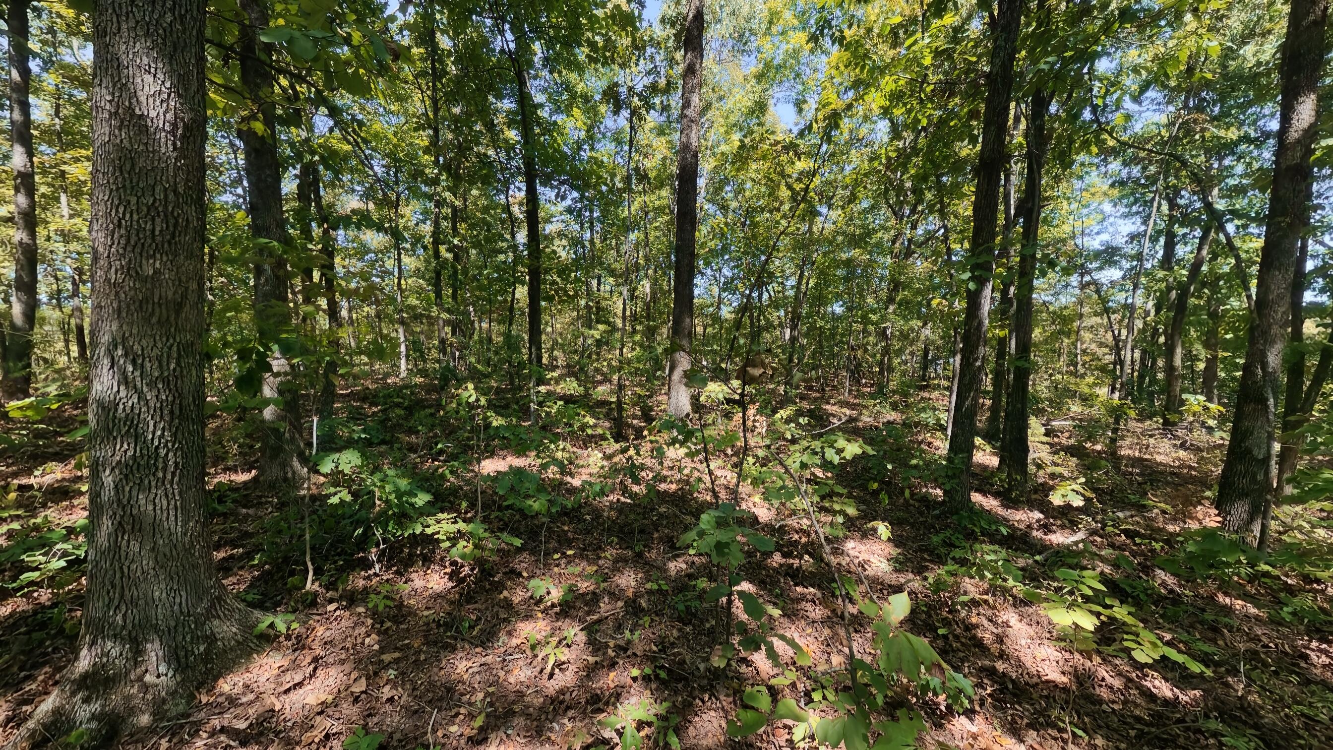 Photo 11 - Land for sale – 000  Valley View Trail  Williford, AR