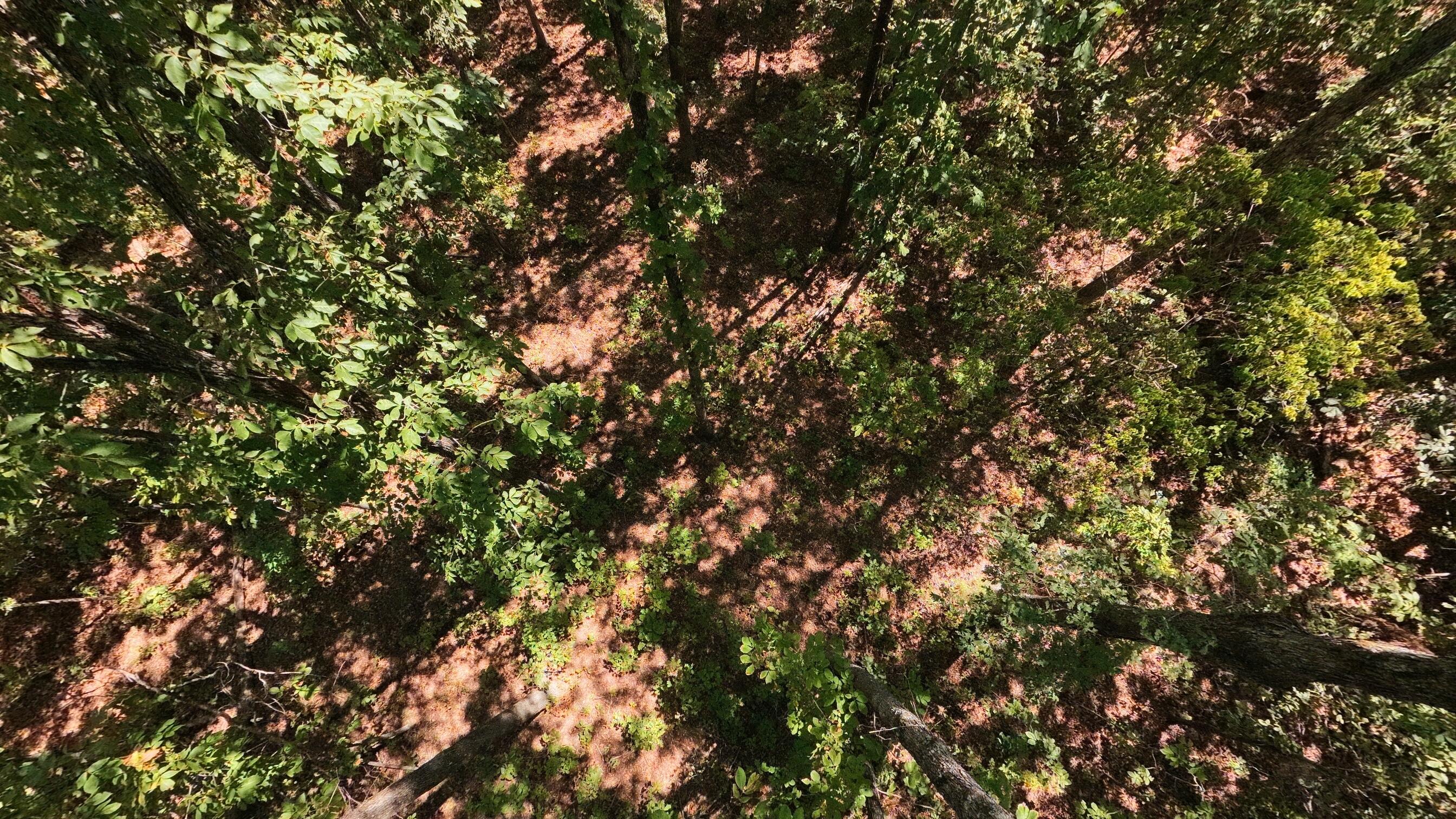 Photo 7 - Land for sale – 000  Valley View Trail  Williford, AR
