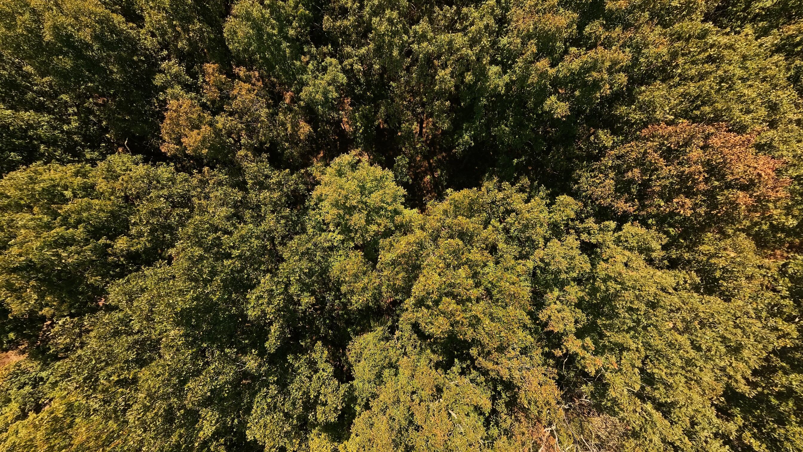 Photo 6 - Land for sale – 000  Valley View Trail  Williford, AR