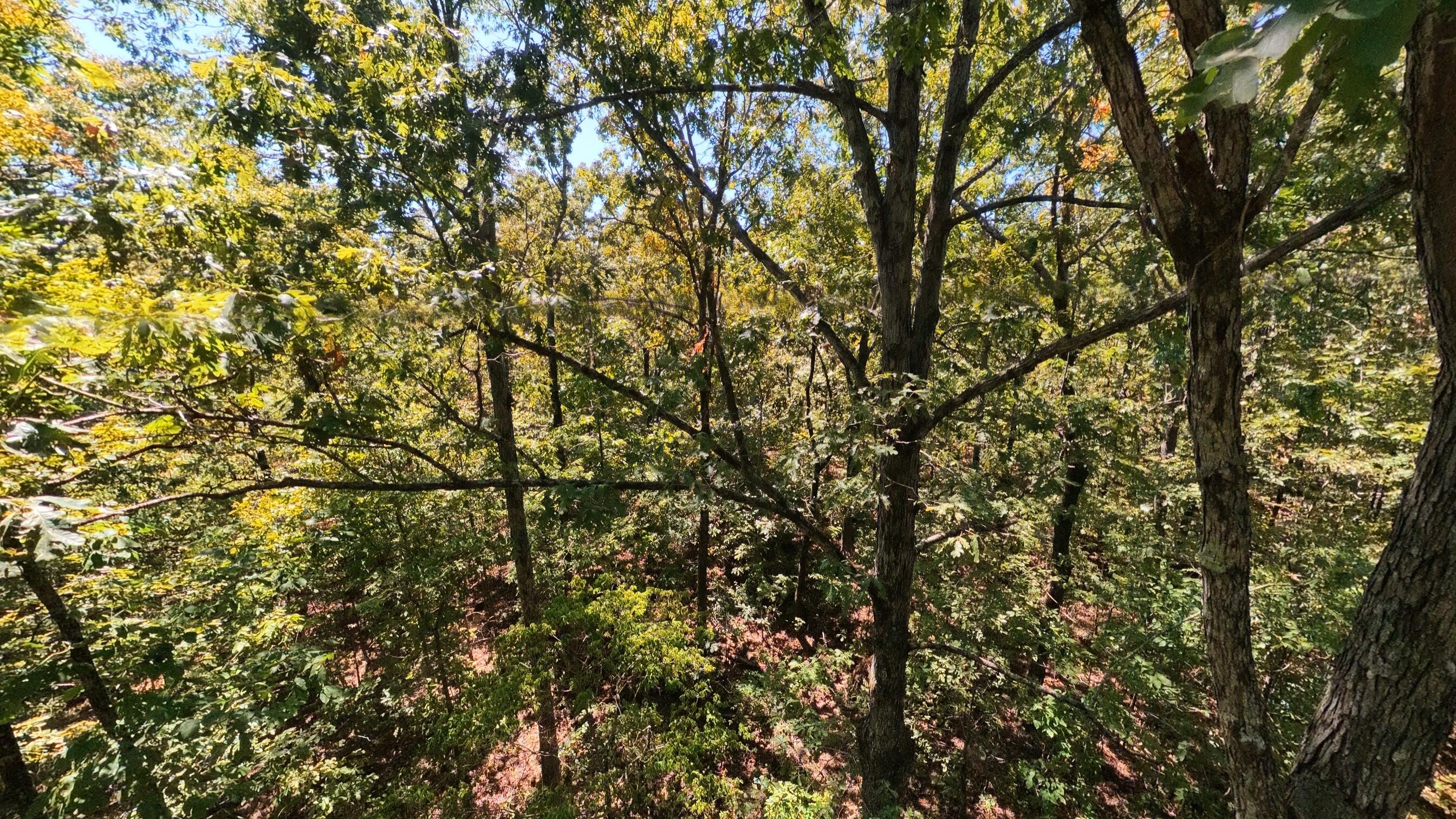 Photo 8 - Land for sale – 000  Valley View Trail  Williford, AR