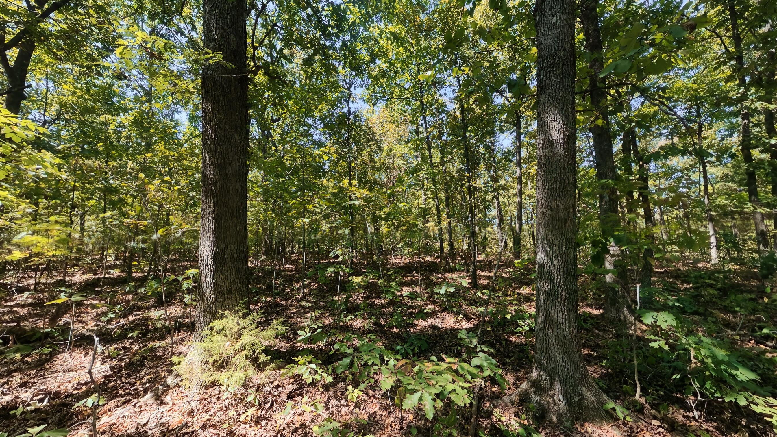 Photo 9 - Land for sale – 000  Valley View Trail  Williford, AR