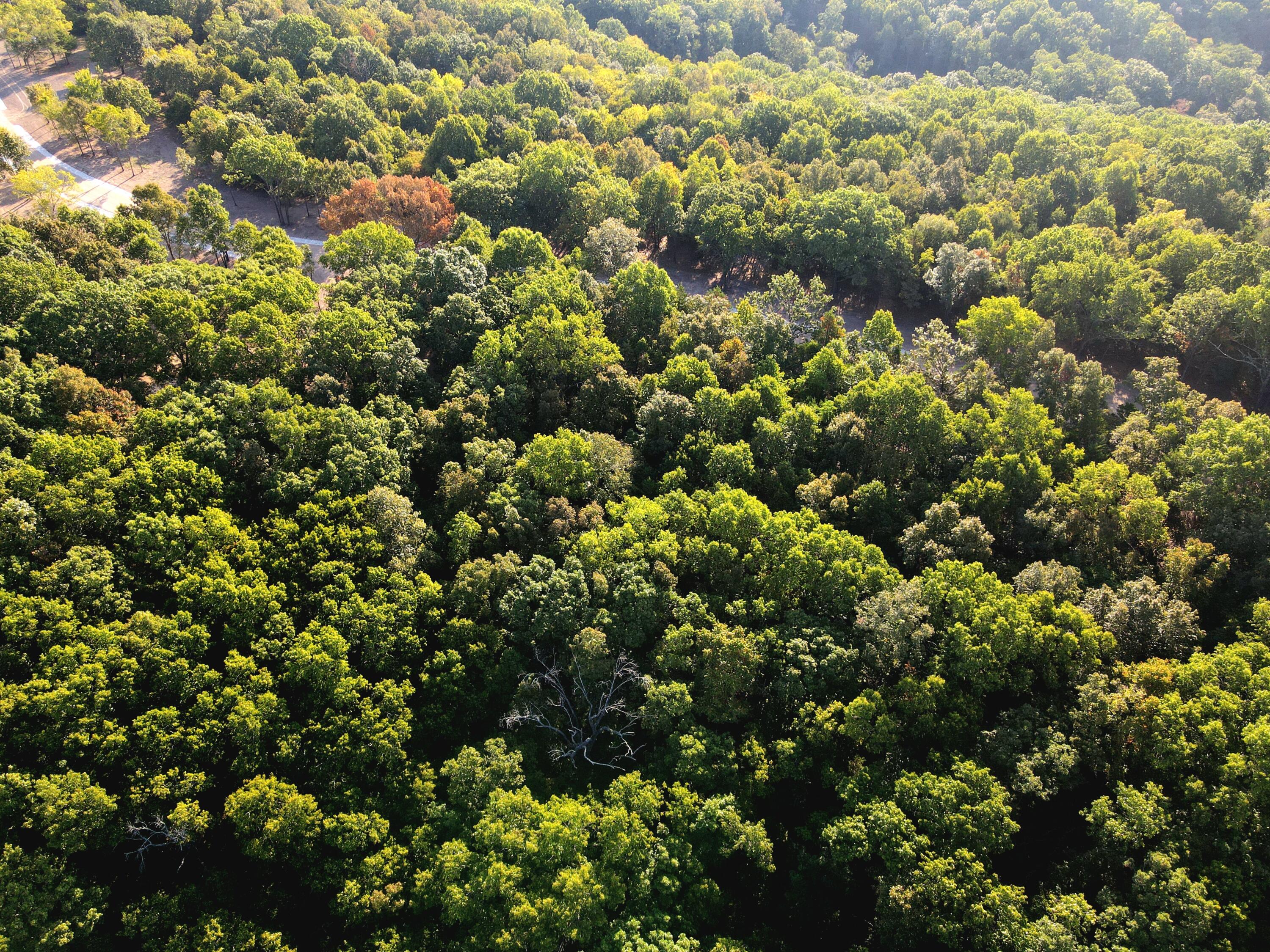 Photo 10 - Land for sale – Lot 2  Whispering Windings Court   Walnut Shade, MO