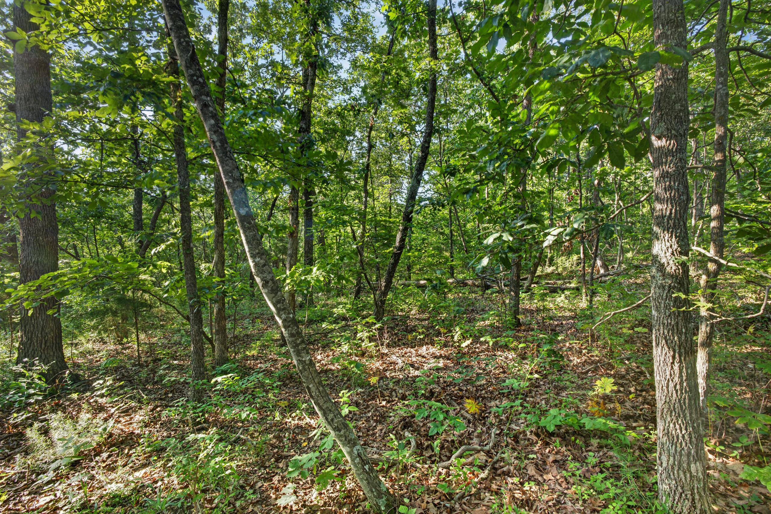 Photo 11 - Land for sale – Tbd  005 Cantrell Road  Mansfield, MO