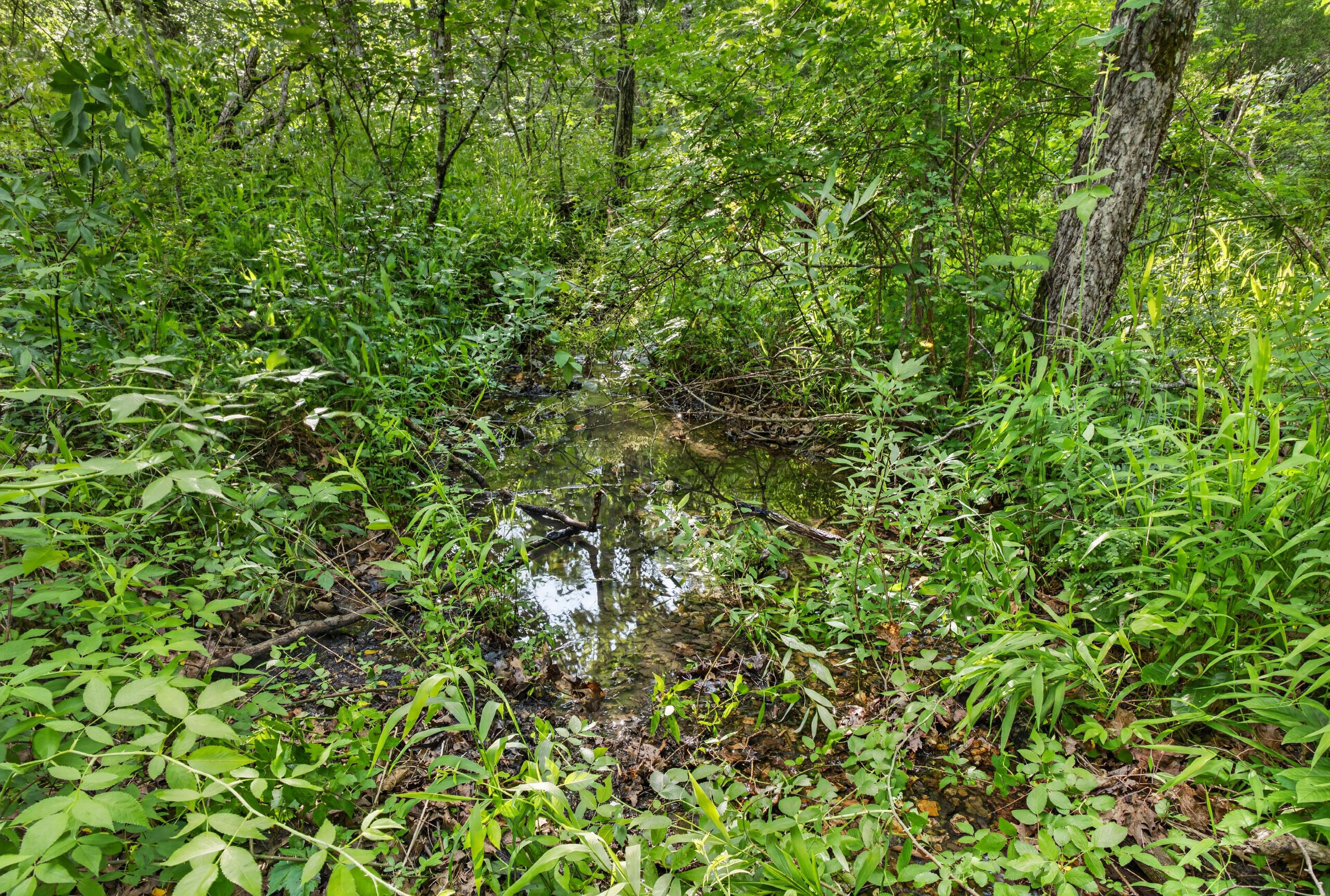 Photo 8 - Land for sale – Tbd  005 Cantrell Road  Mansfield, MO