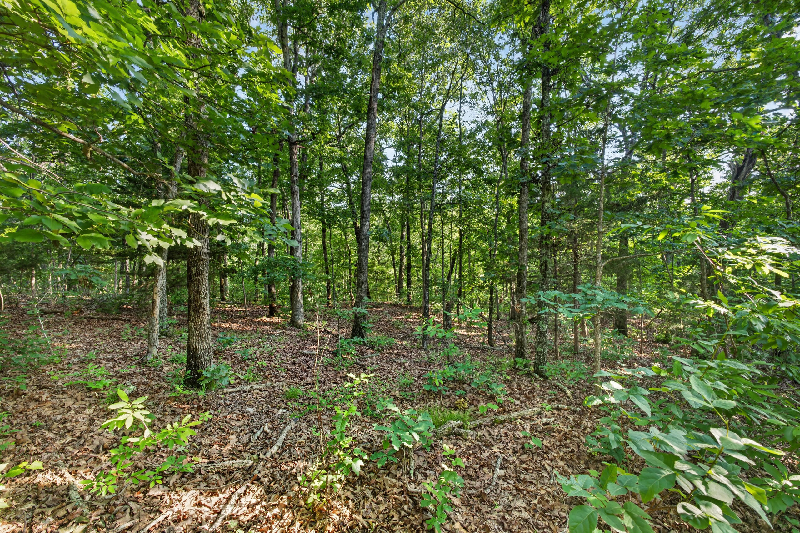 Photo 10 - Land for sale – Tbd  005 Cantrell Road  Mansfield, MO
