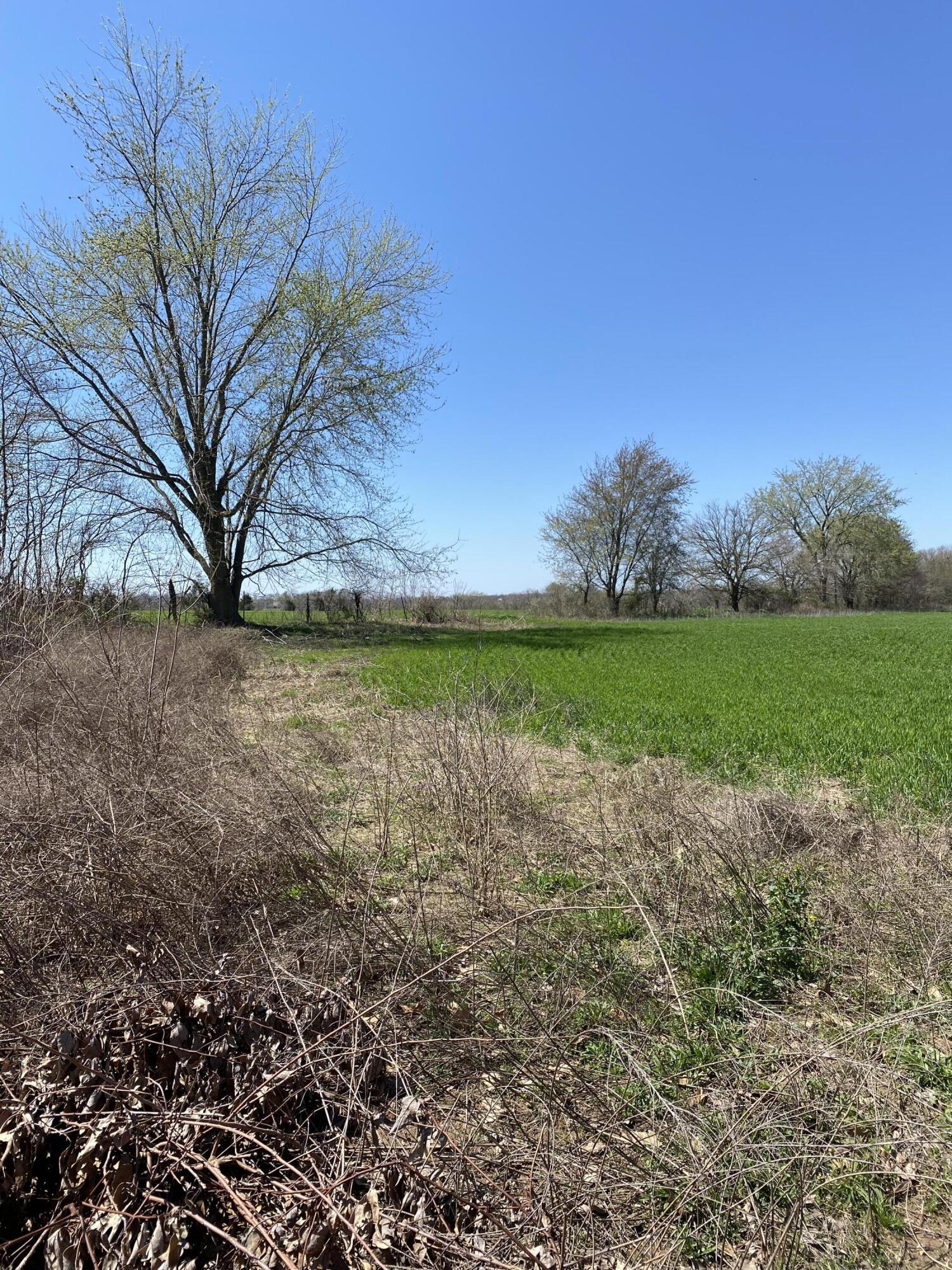 Photo 2 - Land for sale – 000  Farm Road 1090   Cassville, MO