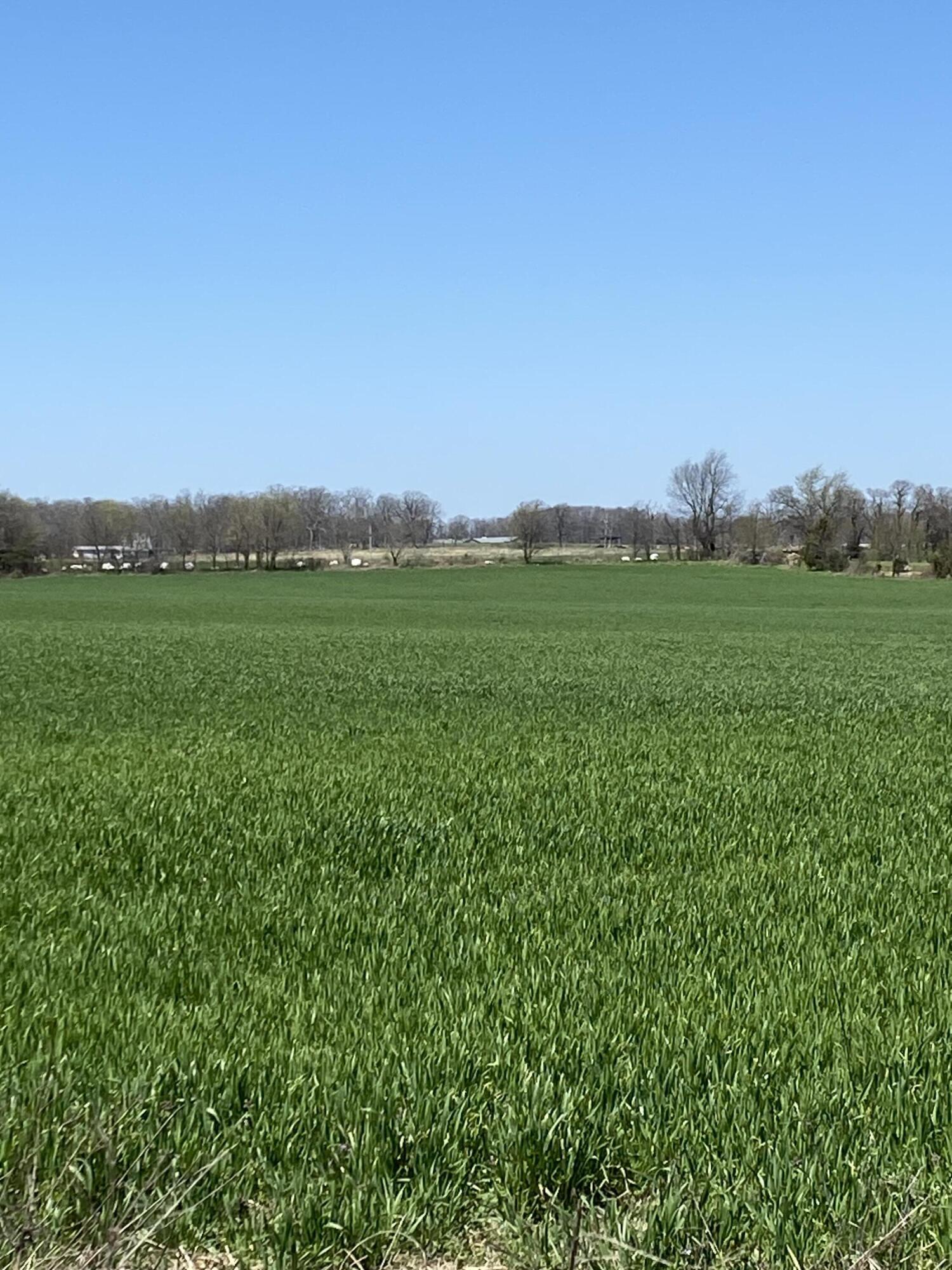Photo 5 - Land for sale – 000  Farm Road 1090   Cassville, MO