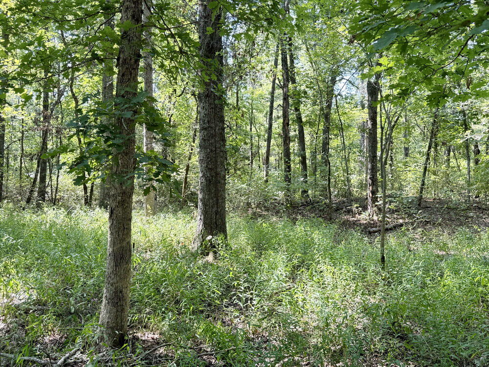 Photo 35 - Land for sale – 000 SW 778   Osceola, MO