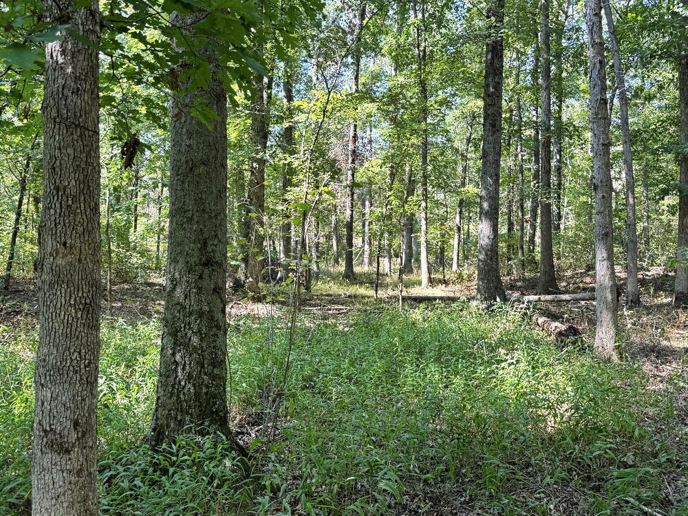Photo 34 - Land for sale – 000 SW 778   Osceola, MO