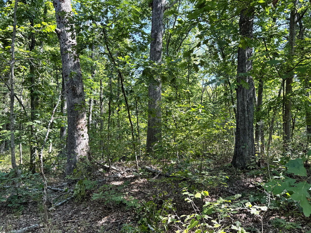 Photo 28 - Land for sale – 000 SW 778   Osceola, MO