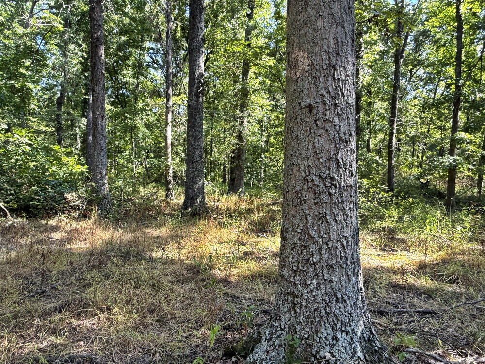 Photo 27 - Land for sale – 000 SW 778   Osceola, MO