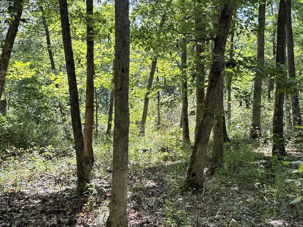 Photo 32 - Land for sale – 000 SW 778   Osceola, MO