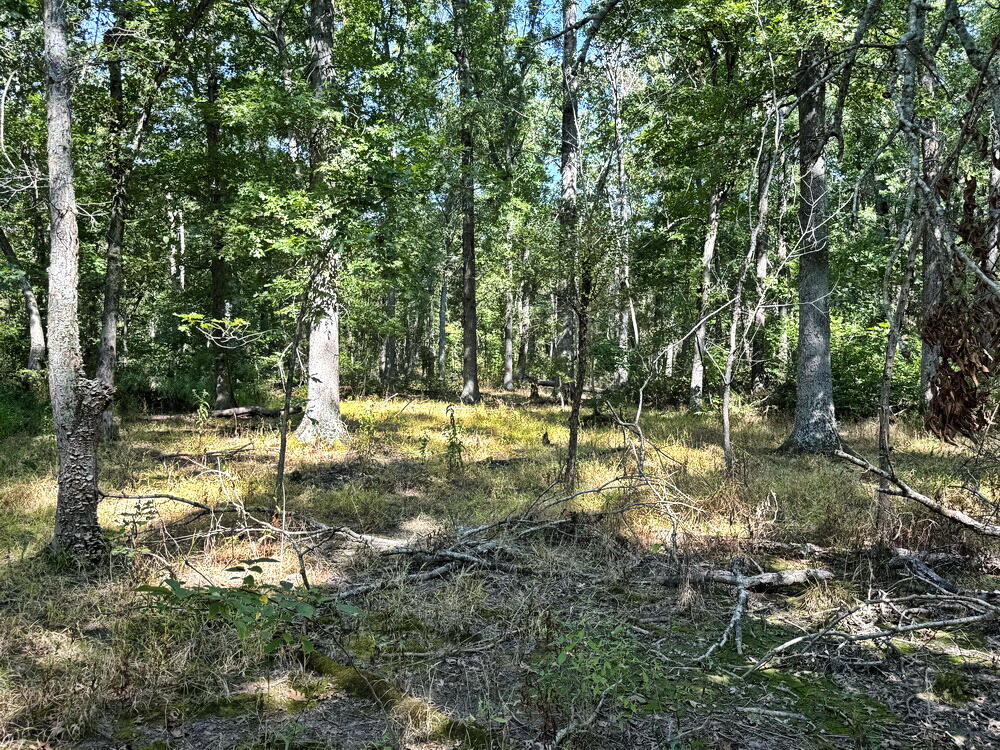 Photo 29 - Land for sale – 000 SW 778   Osceola, MO