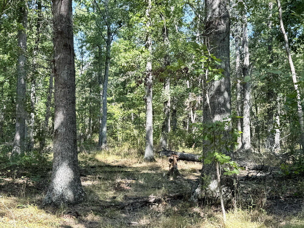 Photo 39 - Land for sale – 000 SW 778   Osceola, MO