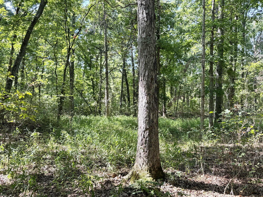 Photo 33 - Land for sale – 000 SW 778   Osceola, MO