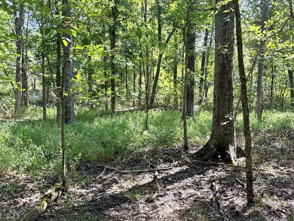 Photo 37 - Land for sale – 000 SW 778   Osceola, MO
