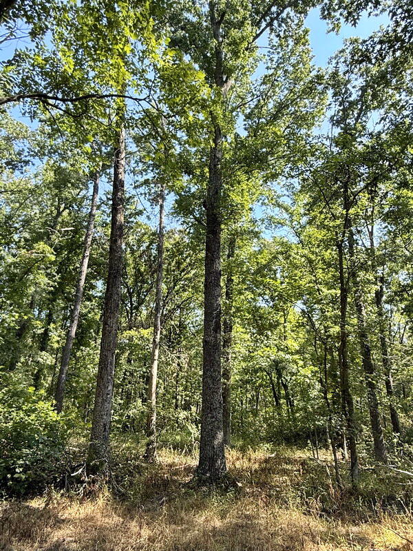 Photo 26 - Land for sale – 000 SW 778   Osceola, MO