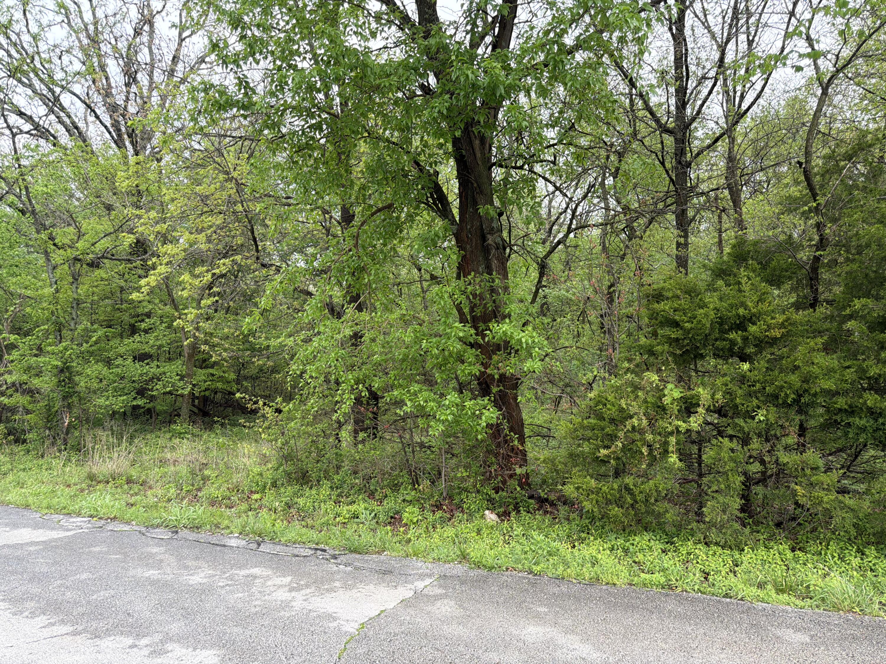 Photo 2 - Land for sale – Tract 2  Ivy   Carthage, MO
