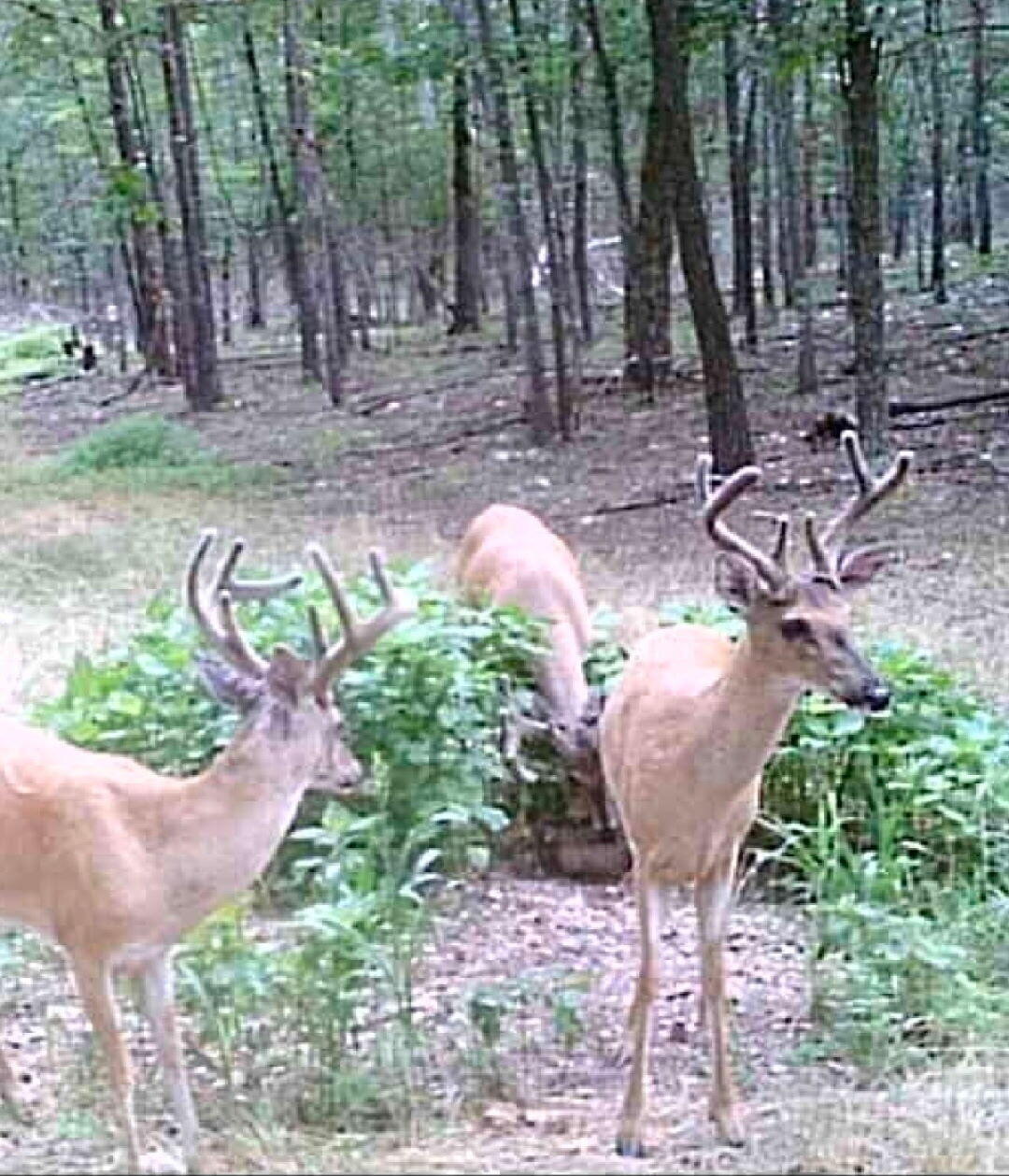 Photo 26 - Land for sale – 000  County Road 9160   Koshkonong, MO
