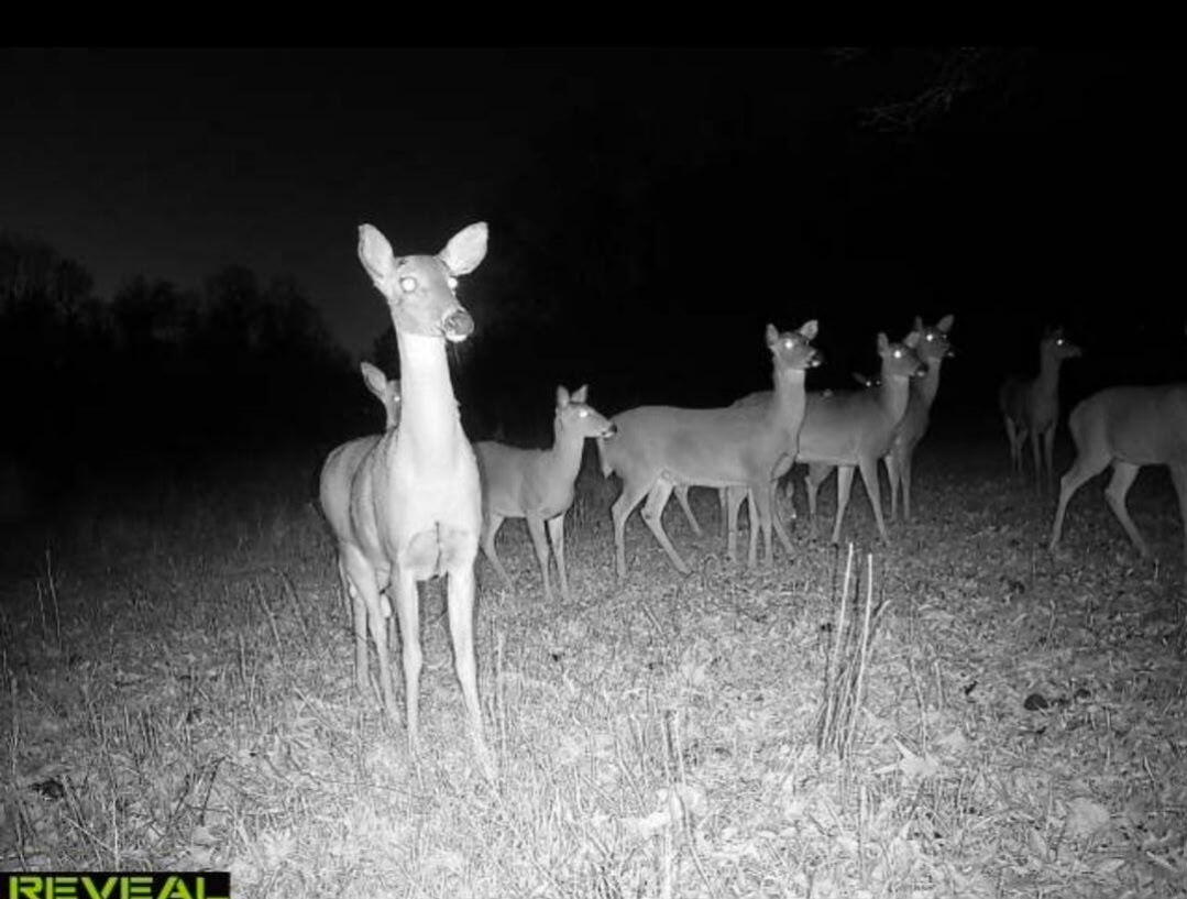 Photo 28 - Land for sale – 000  County Road 9160   Koshkonong, MO
