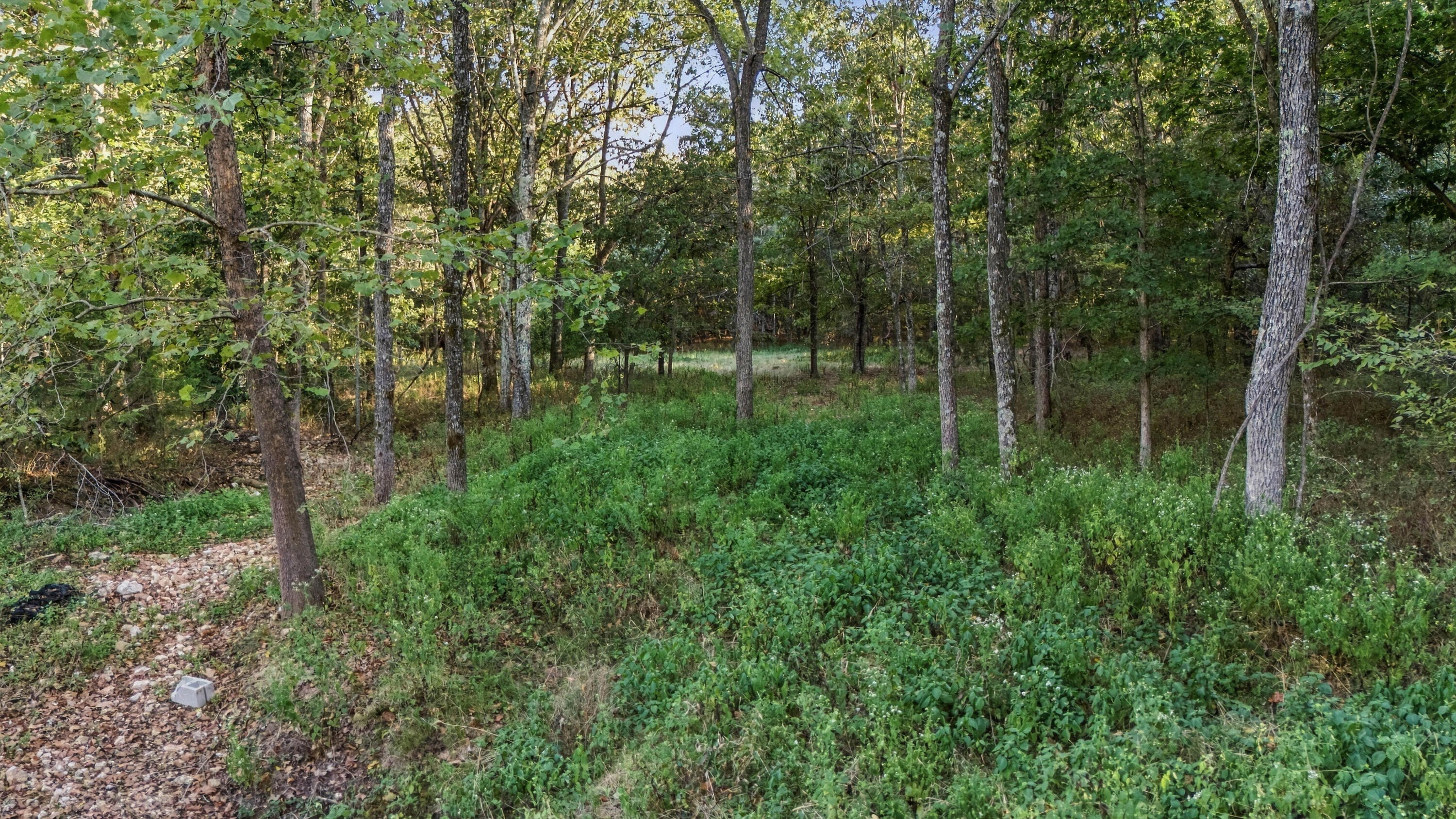 Photo 23 - Land for sale – 000  County Road 9160   Koshkonong, MO