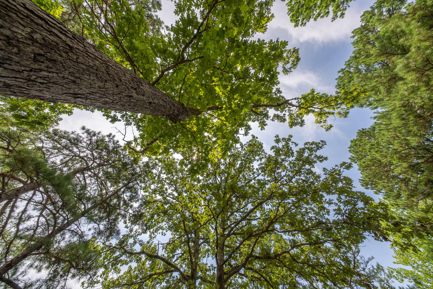 Photo 19 - Land for sale – 32312  U.S. Highway 160   Alton, MO