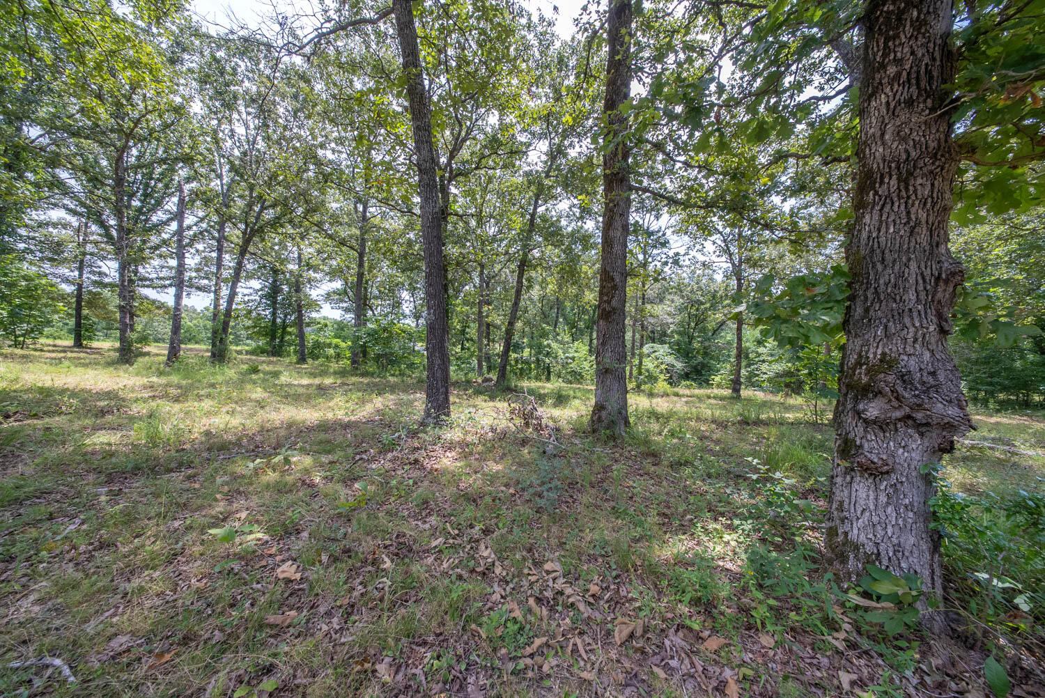 Photo 6 - Land for sale – 32312  U.S. Highway 160   Alton, MO