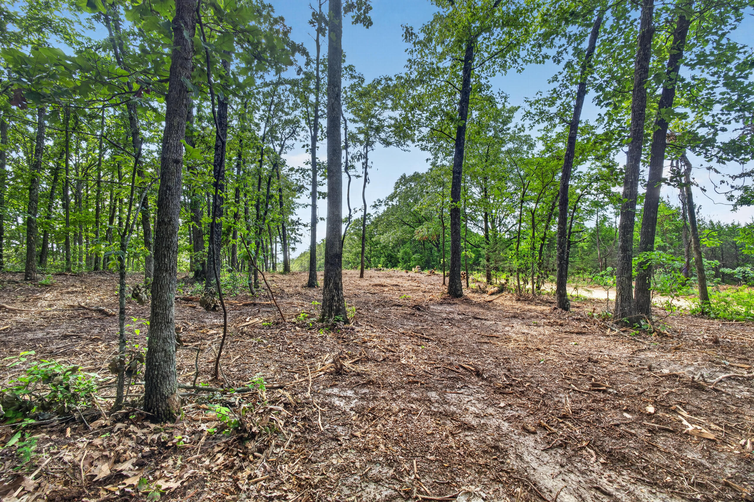 Photo 12 - Land for sale – Tbd  006 Cantrell Road  Mansfield, MO