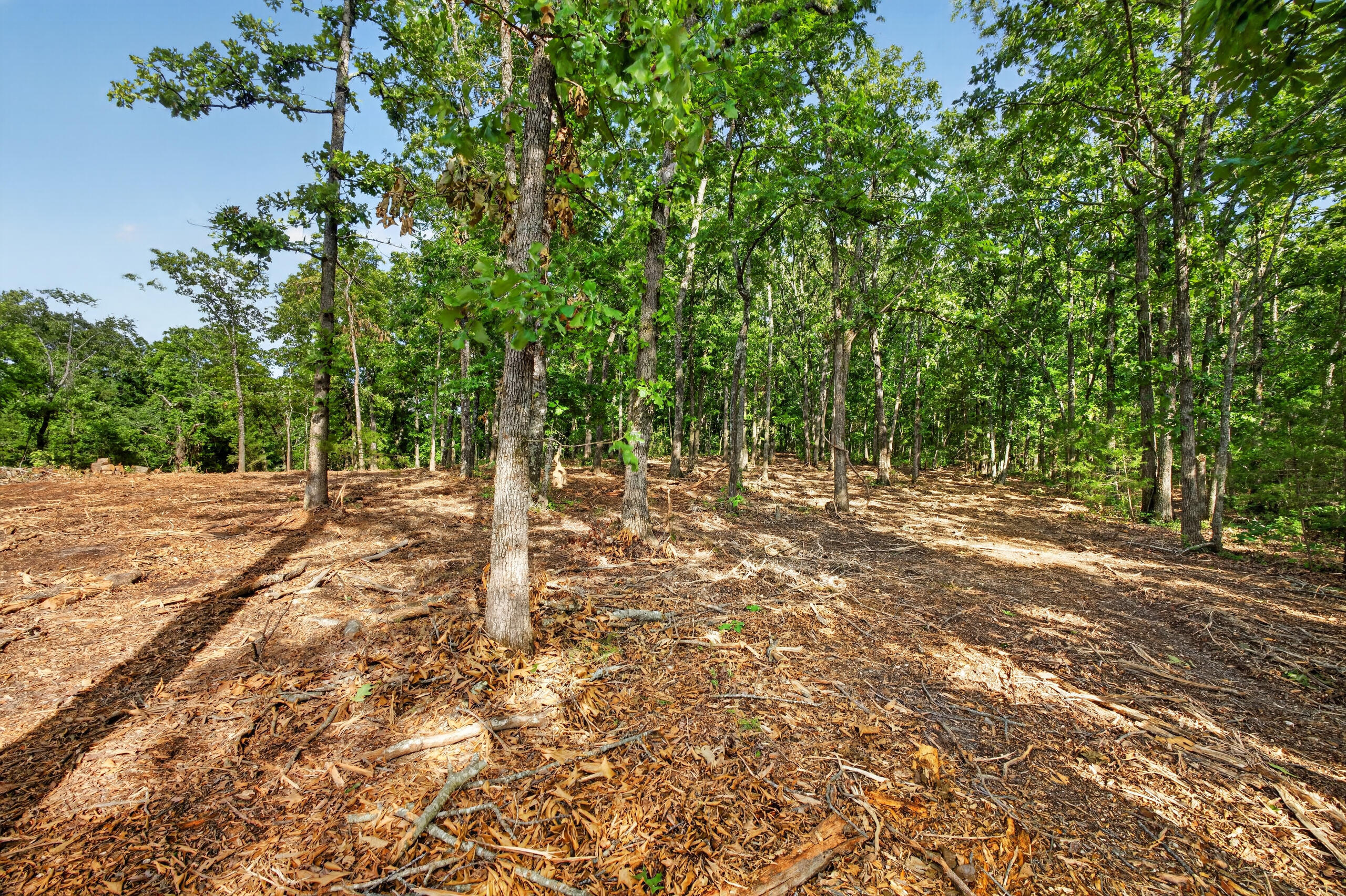 Photo 9 - Land for sale – Tbd  006 Cantrell Road  Mansfield, MO
