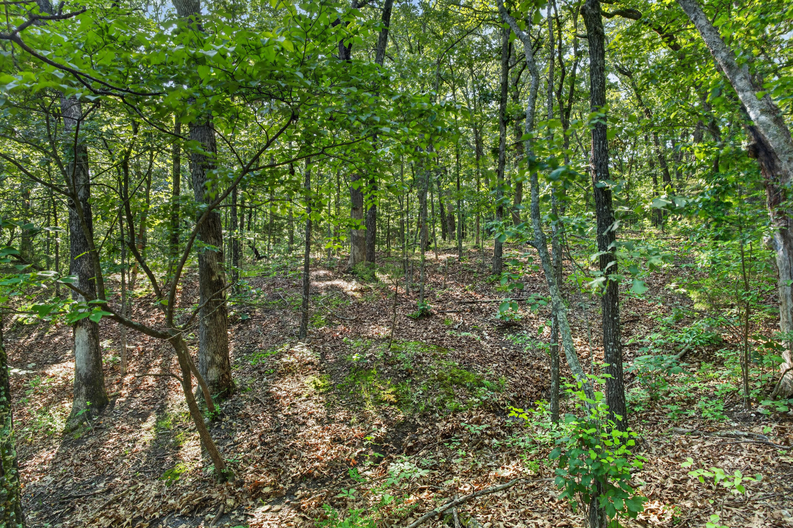 Photo 24 - Land for sale – Tbd  006 Cantrell Road  Mansfield, MO