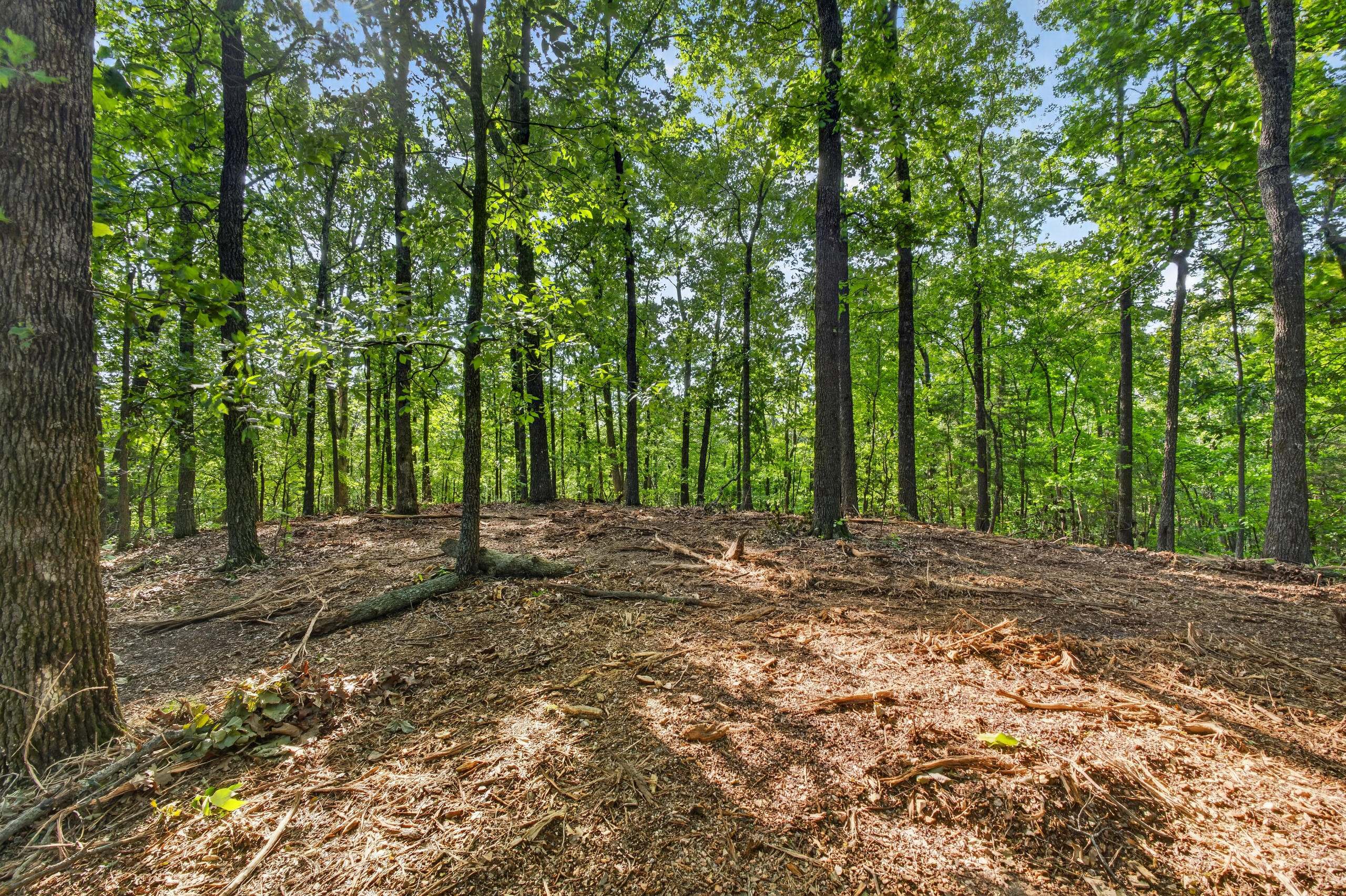 Photo 17 - Land for sale – Tbd  006 Cantrell Road  Mansfield, MO