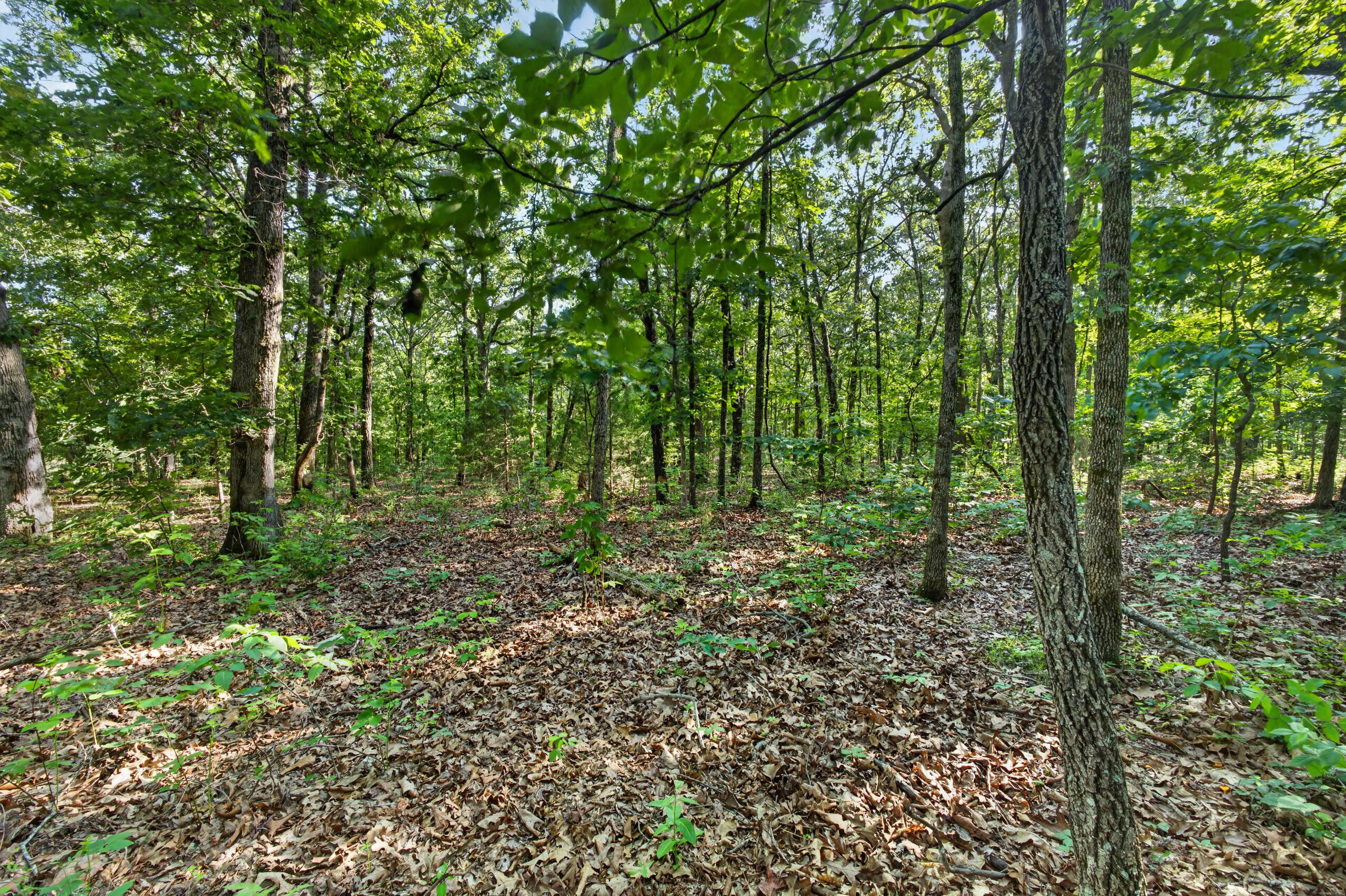 Photo 22 - Land for sale – Tbd  006 Cantrell Road  Mansfield, MO