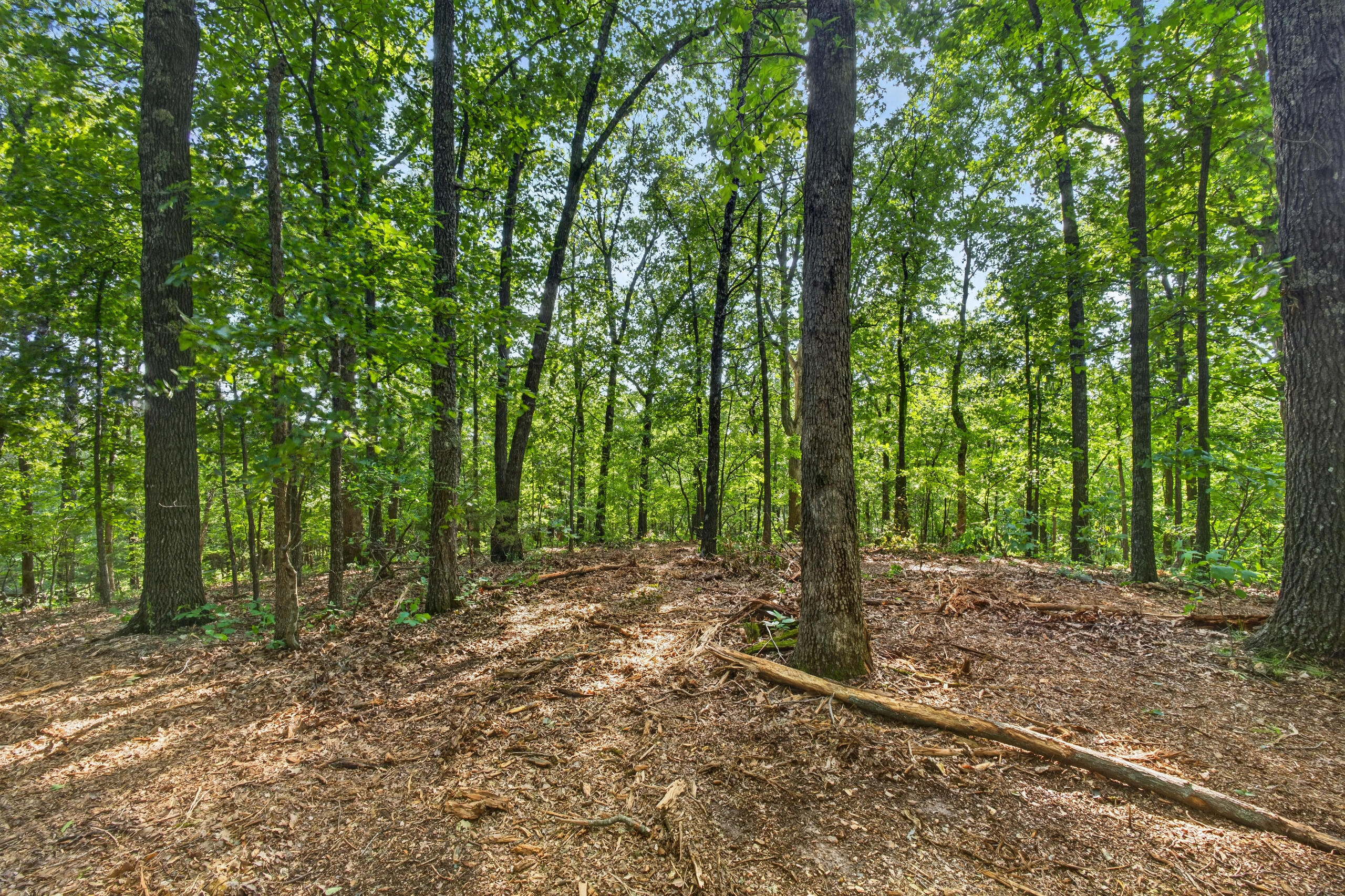 Photo 19 - Land for sale – Tbd  006 Cantrell Road  Mansfield, MO