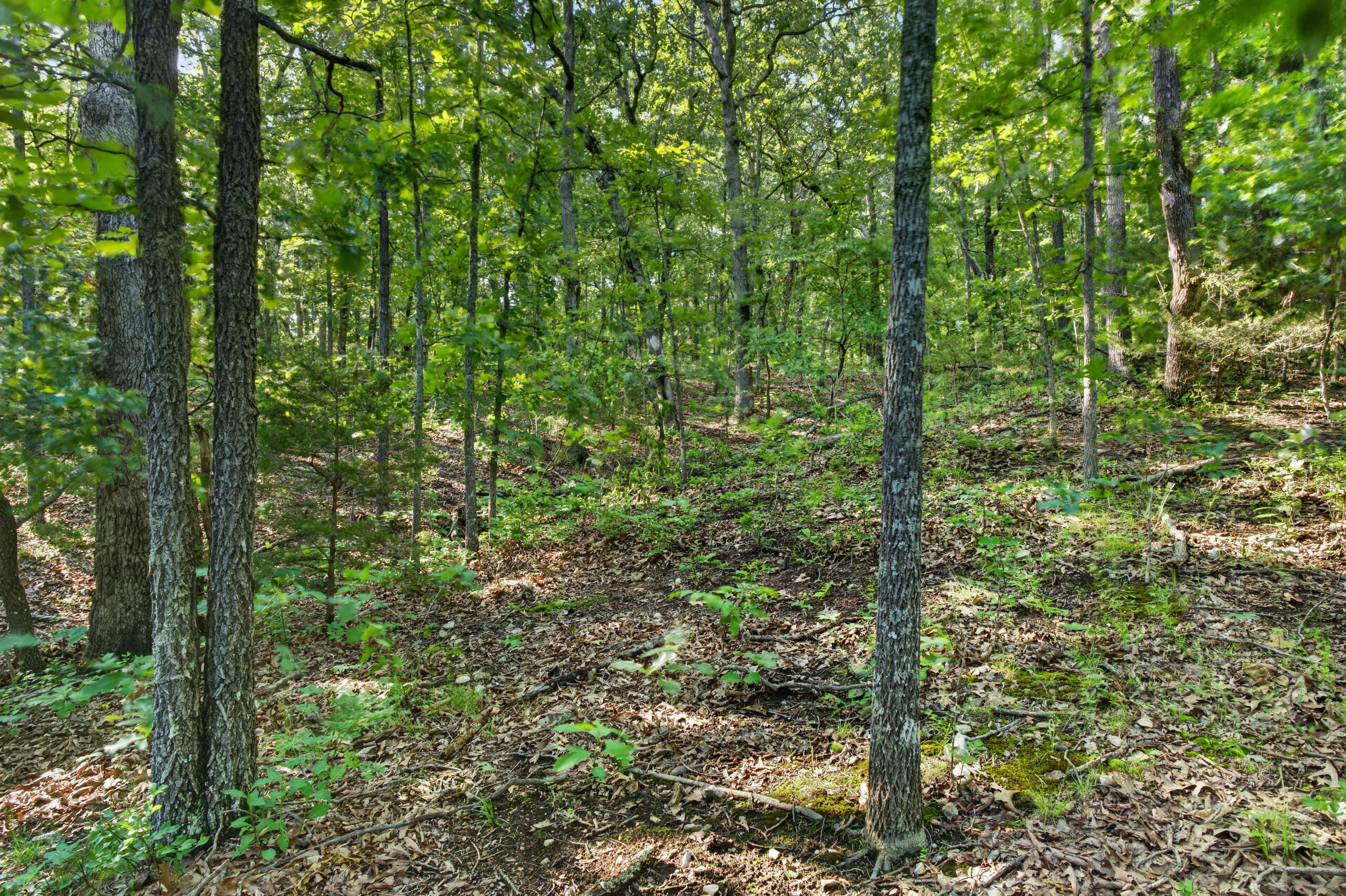 Photo 25 - Land for sale – Tbd  006 Cantrell Road  Mansfield, MO