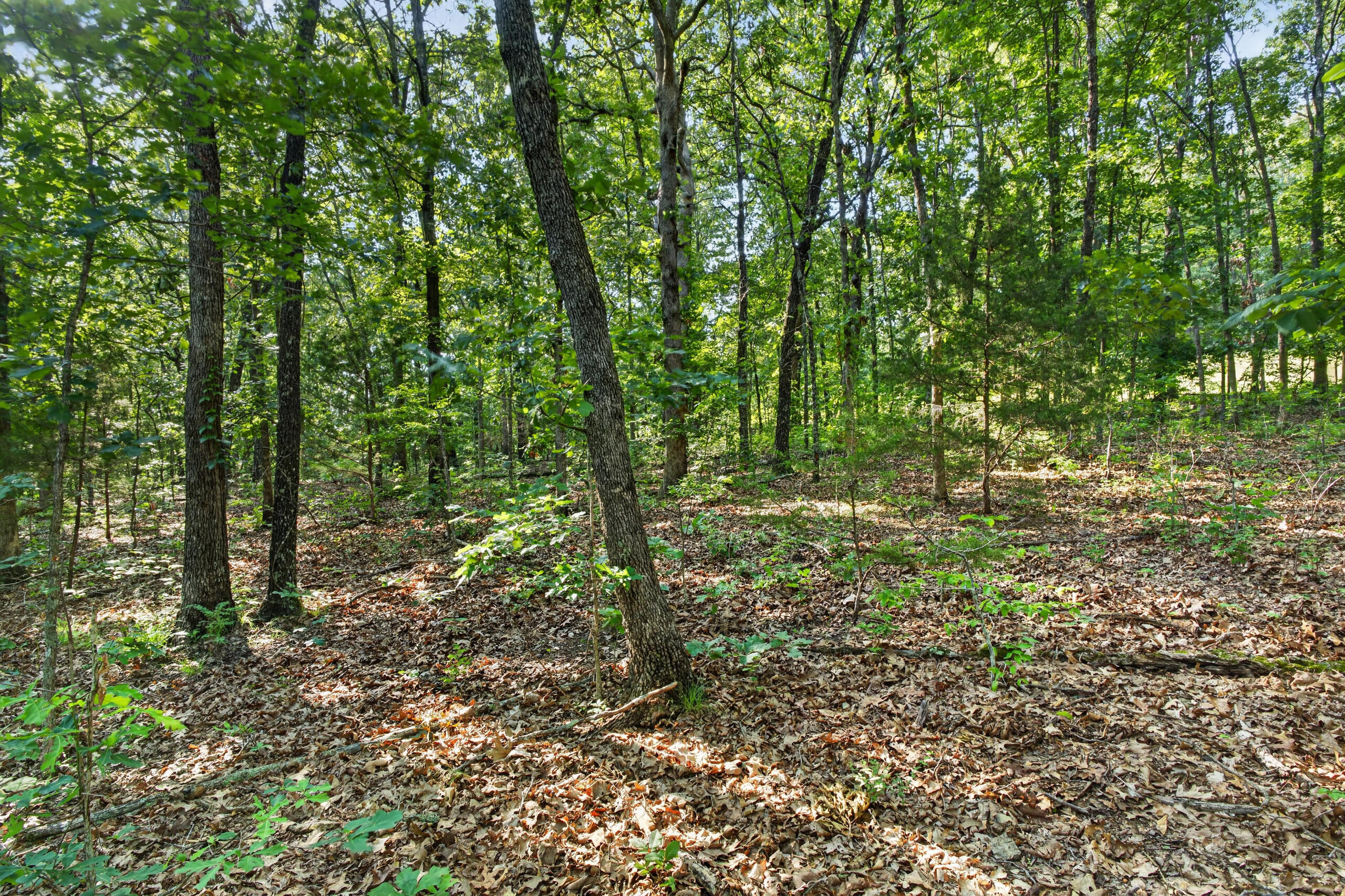 Photo 23 - Land for sale – Tbd  006 Cantrell Road  Mansfield, MO
