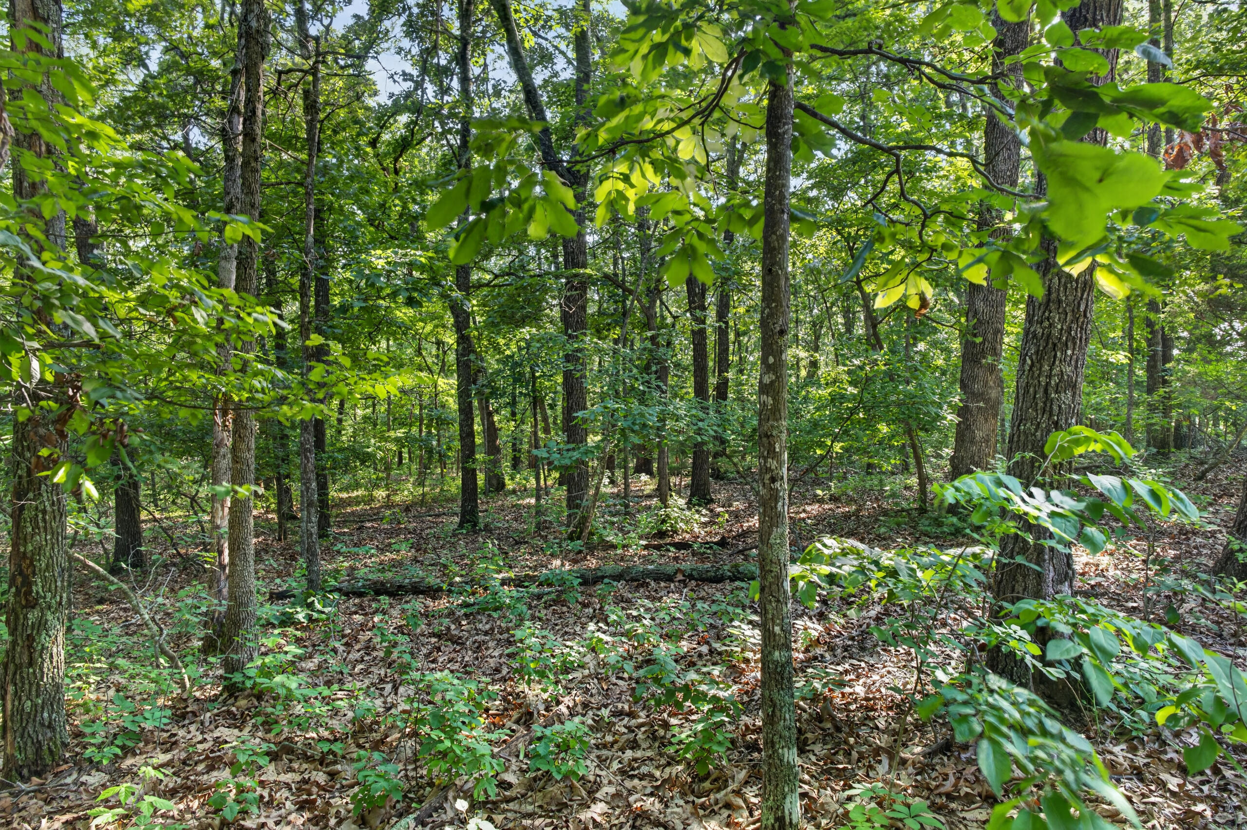 Photo 21 - Land for sale – Tbd  006 Cantrell Road  Mansfield, MO
