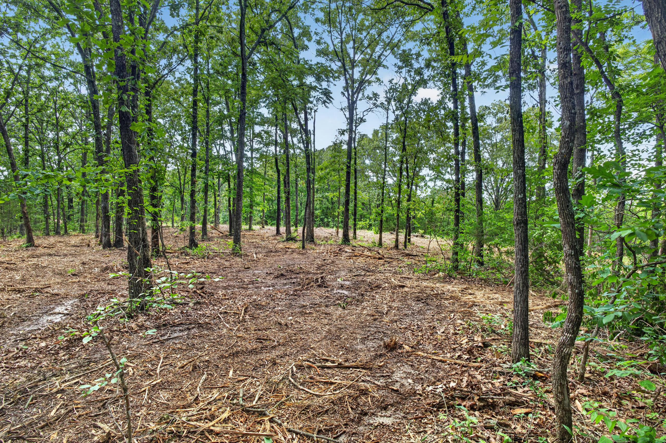 Photo 10 - Land for sale – Tbd  006 Cantrell Road  Mansfield, MO