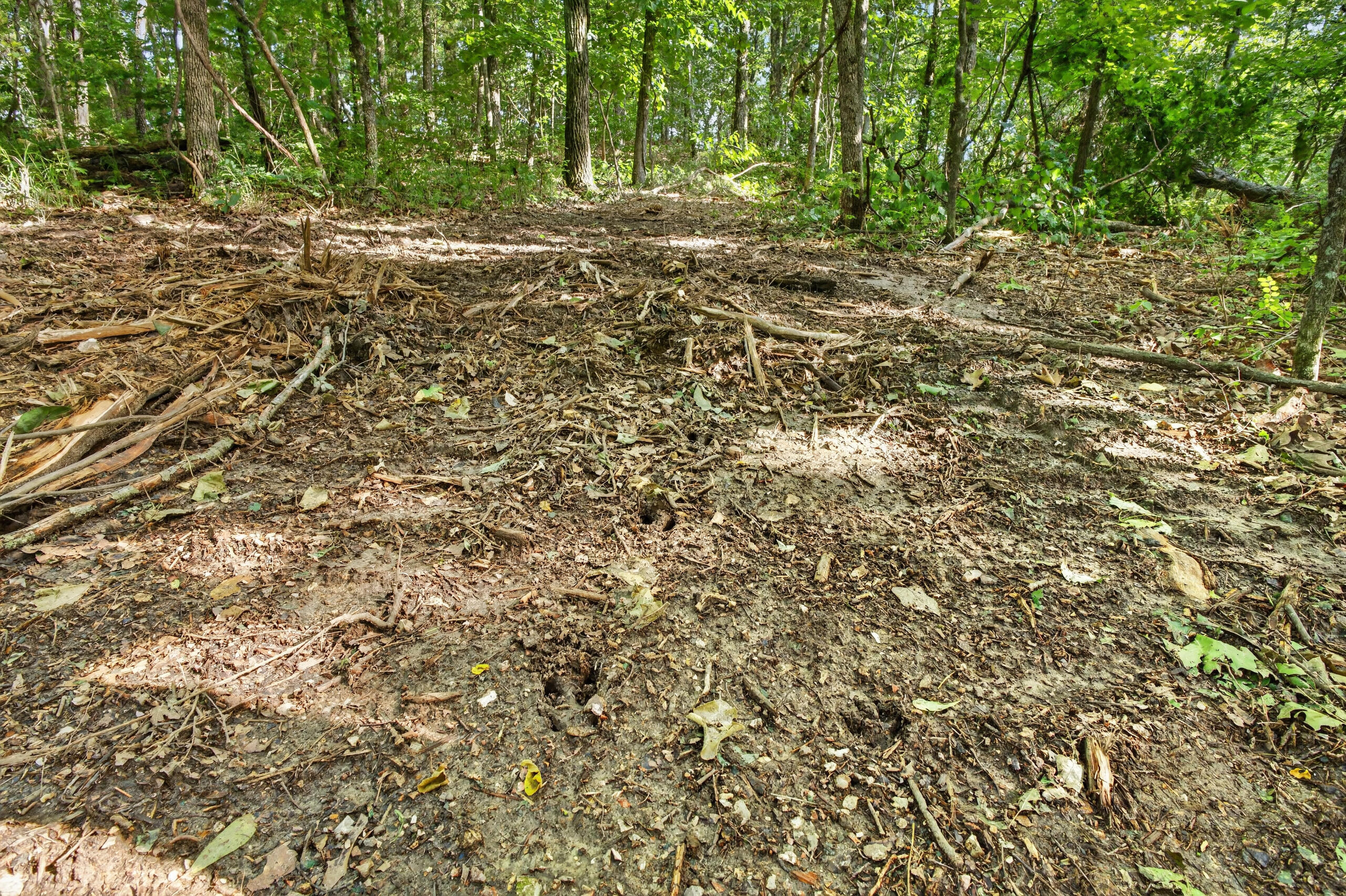 Photo 15 - Land for sale – Tbd  006 Cantrell Road  Mansfield, MO