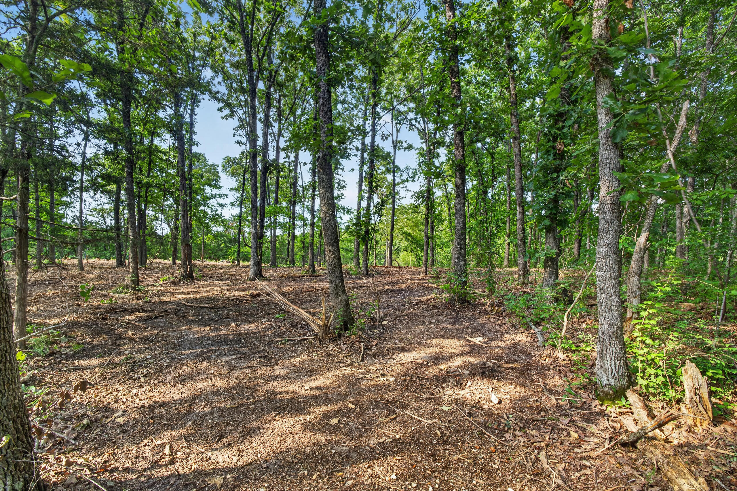 Photo 11 - Land for sale – Tbd  006 Cantrell Road  Mansfield, MO