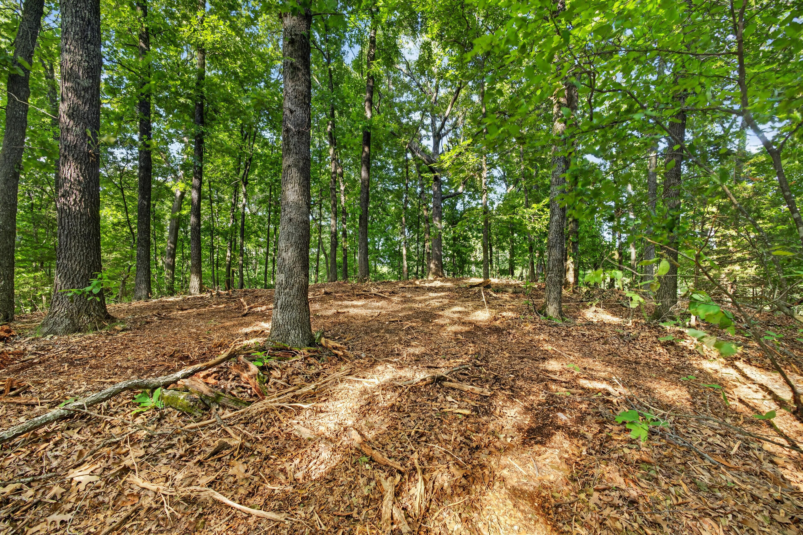Photo 18 - Land for sale – Tbd  006 Cantrell Road  Mansfield, MO
