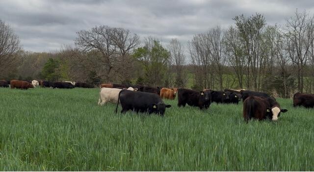 Photo 26 - Farm for sale – 2119  Tall Grass Road  Fordland, MO